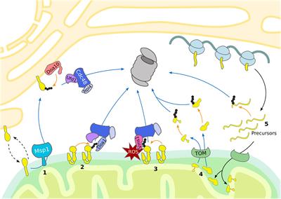 Mitochondrial Quality Control Governed by Ubiquitin